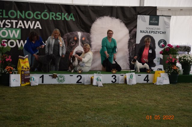 pieski3d 181
